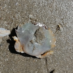 Liocarcinus holsatus