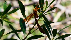 Megarhyssa macrurus icterosticta