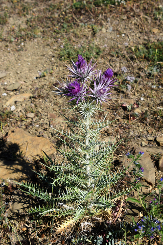 Ptilostemon afer