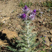 Grecian Thistle - Photo (c) josefwirth, some rights reserved (CC BY-NC), uploaded by josefwirth