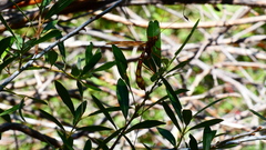 Megarhyssa macrurus icterosticta