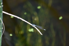Ischnura damula