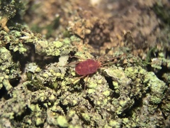 Smarididae