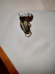 Macrodactylus mexicanus