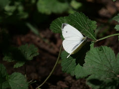 Pieris mannii
