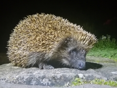 Erinaceus europaeus
