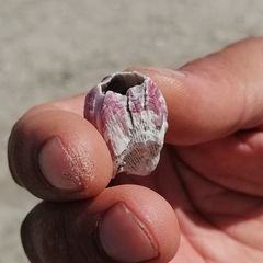 Megabalanus tintinnabulum