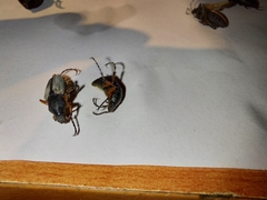 Macrodactylus mexicanus