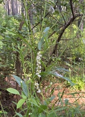 Mitreola