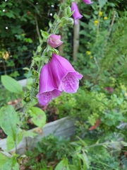 Digitalis purpurea purpurea