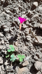 Oxalis eckloniana-nidulans