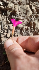 Oxalis eckloniana-nidulans