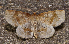 Metarranthis indeclinata