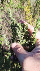 Cliffortia polygonifolia