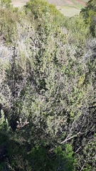 Cliffortia polygonifolia