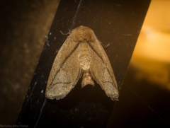Anaxidia lozogramma