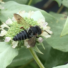Coelioxys octodentatus