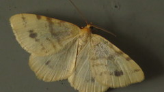 Macaria ribearia
