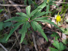 Anemonoides uralensis