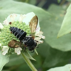 Coelioxys octodentatus