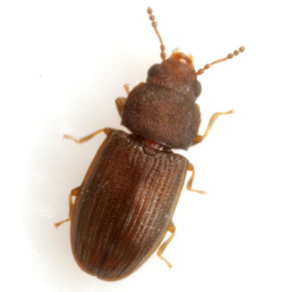 Lathropus