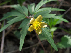 Anemonoides uralensis