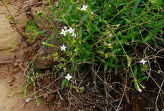 Cordylostigma virgatum