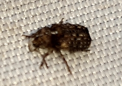 Dissoleucas niveirostris