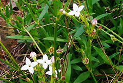 Cordylostigma virgatum