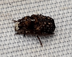 Dissoleucas niveirostris