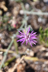 Centaurea tymphaea