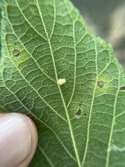 Celticecis pyriformis