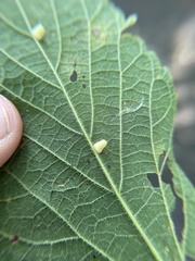 Celticecis pyriformis