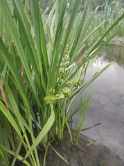 Sparganium erectum