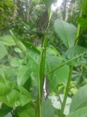 Molchina hopei