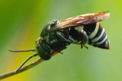 Triepeolus cressonii