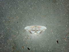 Rhombophylla edentata