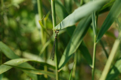 Chalcolestes viridis