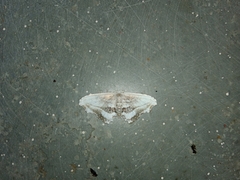 Rhombophylla edentata