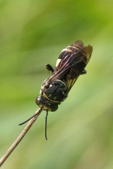 Triepeolus cressonii