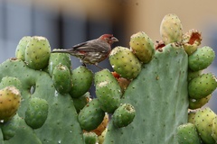 Haemorhous mexicanus