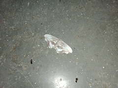 Rhombophylla edentata