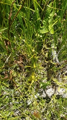 Stellaria calycantha
