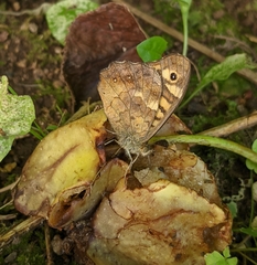 Pararge aegeria