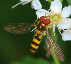 Meliscaeva cinctella image