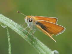 Copaeodes minima