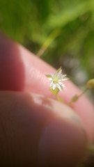 Stellaria calycantha