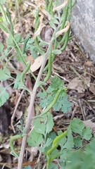 Corydalis micrantha