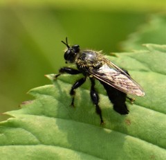 Laphria flavicollis