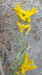 Corydalis micrantha